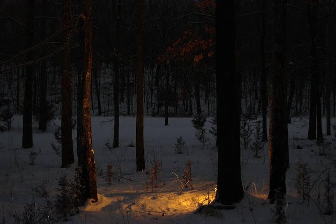Bosque oscuro
